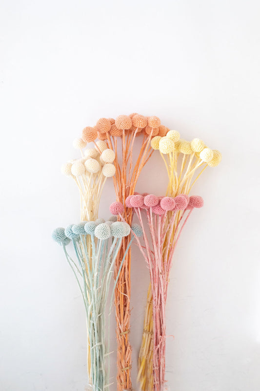Billy Buttons 3cm head (Assorted Colours Available)