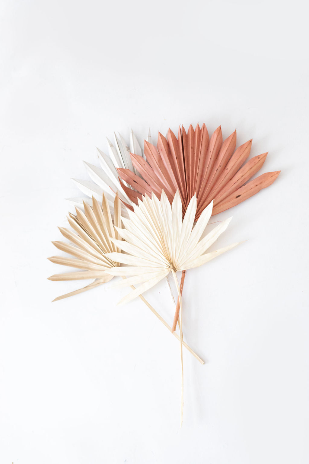 Sun Spear Palm 30x55cm - Assorted Colours Available