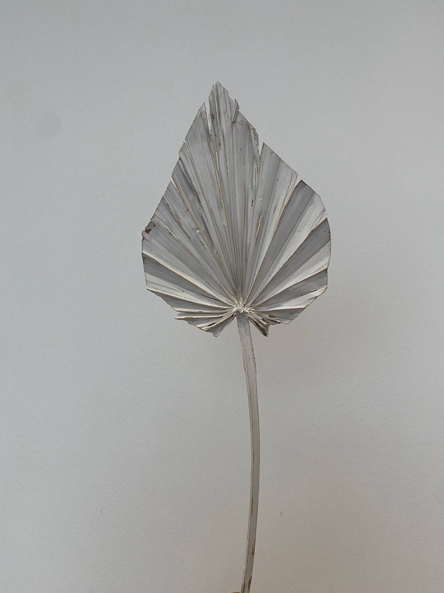 Mini Spade Spear Palm - Assorted Colours Available