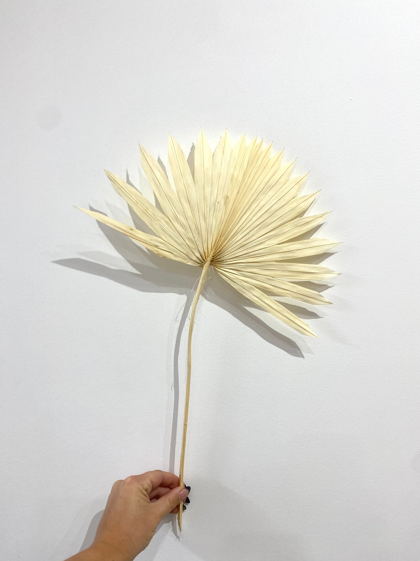 Sun Spear Palm 30x55cm - Assorted Colours Available