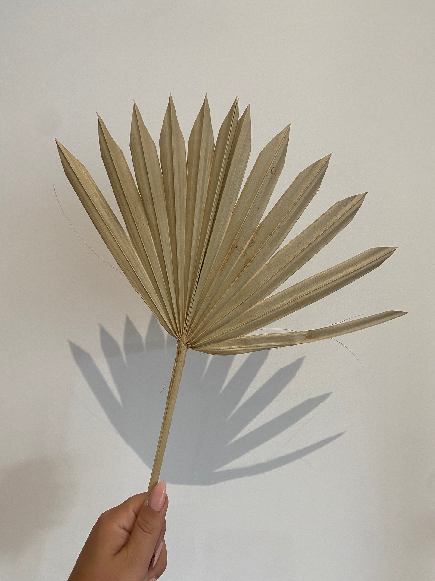 Sun Spear Palm 30x55cm - Assorted Colours Available