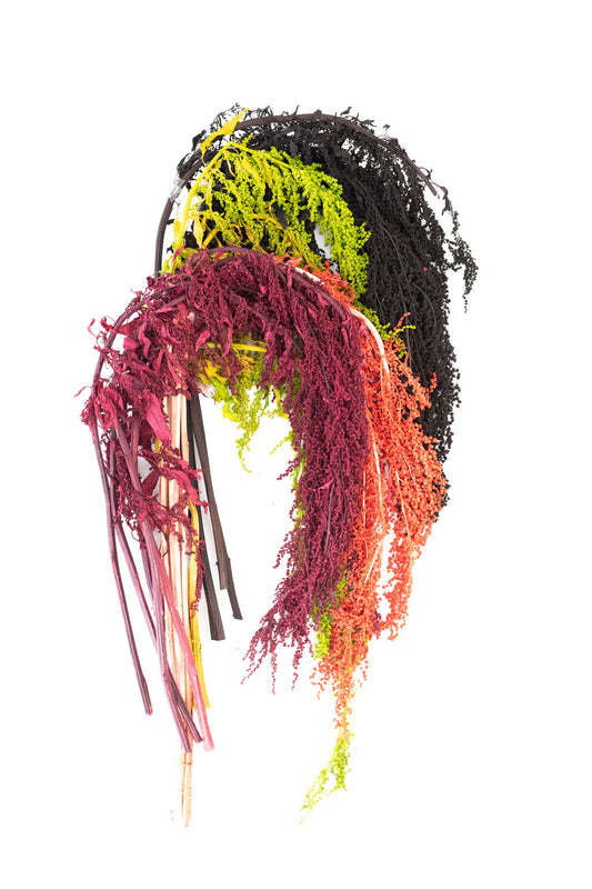 Amaranthus (Assorted Colours Available)