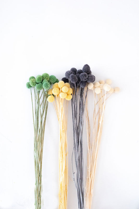 Billy Buttons 1.5cm head (Assorted Colours Available)
