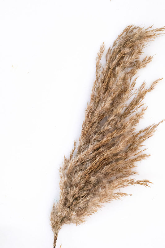 Dried Reed Grass Stem (Natural)