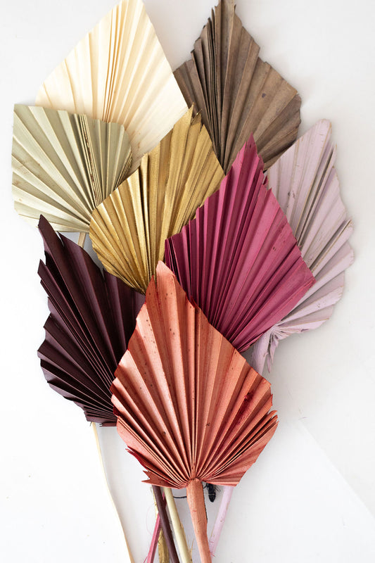 Mini Spade Spear Palm - Assorted Colours Available