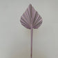 Mini Spade Spear Palm - Assorted Colours Available
