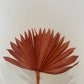 Sun Spear Palm 30x55cm - Assorted Colours Available
